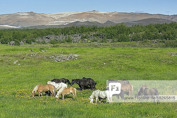 Herde von IslandHauspferd (Equus ferus caballus) (Equus Scandinavicus) beim Grasen auf einer Sommerweide  Island  Europa