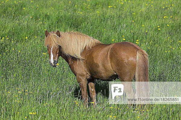 Braunes Hauspferd (Equus ferus caballus) (Equus Scandinavicus) frisst Blumen auf einer Sommerwiese  Island  Europa