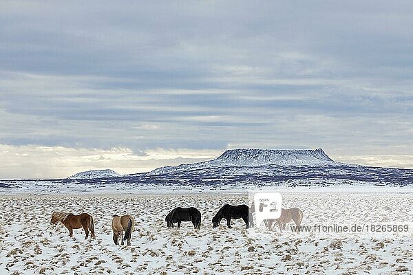 Hauspferd (Equus ferus caballus) (Equus Scandinavicus) Herde im Schnee im Winter auf Island