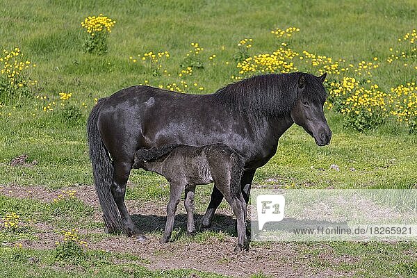 Braunes Hauspferd (Equus ferus caballus) (Equus Scandinavicus) Stute säugt Fohlen auf einer Sommerwiese  Island  Europa