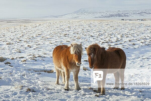 Zwei Hauspferd (Equus ferus caballus) (Equus Scandinavicus) im Schnee im Winter auf Island