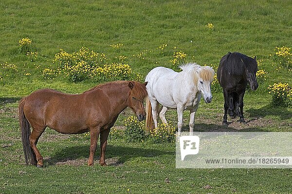 Drei Hauspferd (Equus ferus caballus) (Equus Scandinavicus) auf einer Wiese im Sommer  Island  Europa