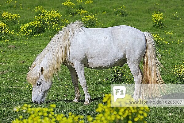 Weißes Hauspferd (Equus ferus caballus) (Equus Scandinavicus) auf einer Wiese im Sommer  Island  Europa