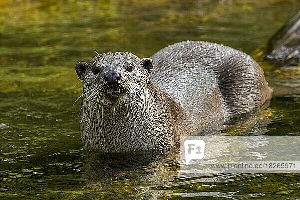 Smooth-coated otter (Lutrogale perspicillata) (Lutra perspicillata) foraging in stream  native to the Indian subcontinent and Southeast Asia