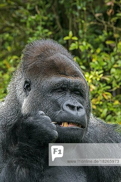 Westlicher Flachlandgorilla (Gorilla gorilla gorilla) Nahaufnahme eines männlichen Silberrückens  der an einem Zweig kaut