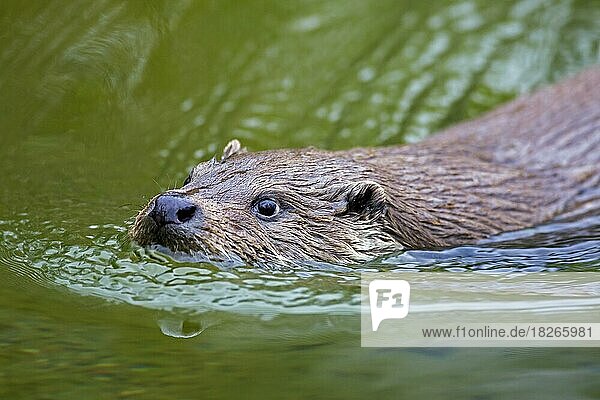 Nahaufnahme des Europäischen Flussotters (Lutra lutra) der im Wasser eines Baches schwimmt Fluss
