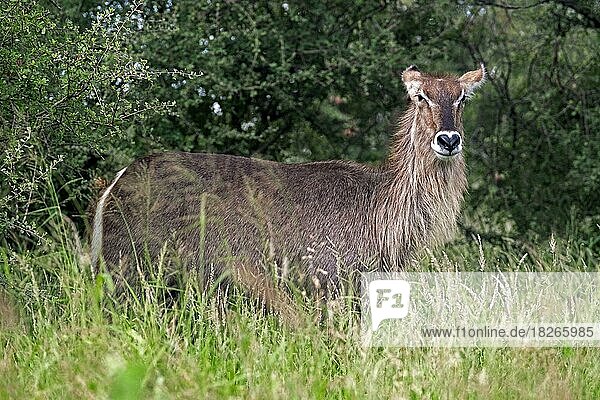 Waterbuck (Kobus ellipsiprymnus) female in the Kruger National Park  Mpumalanga  South Africa  Africa