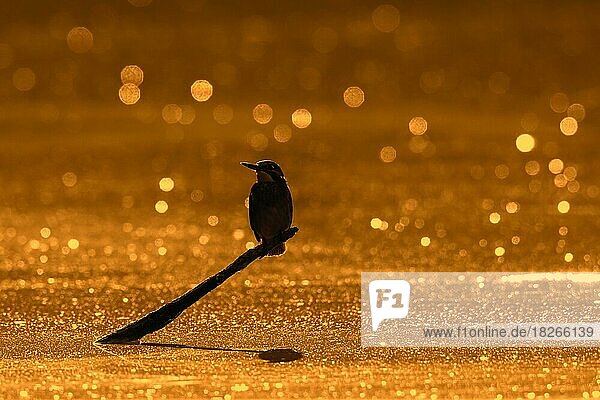 Eisvogel (Alcedo atthis) bei Sonnenuntergang auf einem Ast über dem Wasser eines Teiches sitzend
