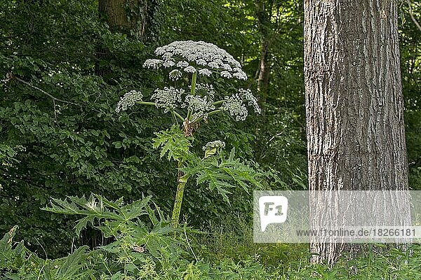 Riesenbärenklau  Wagenradblume  Riesen-Kuhschelle  Riesen-Bärenklau (Heracleum mantegazzianum)  blühender Bilsenkraut am Waldrand