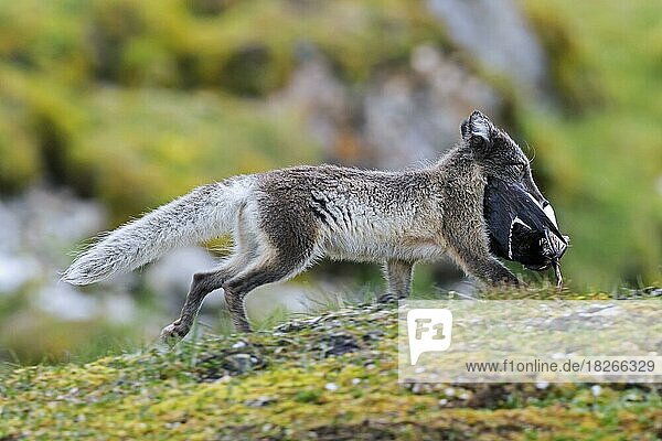 Arctic fox (Alopex lagopus) (Vulpes lagopus)  white fox  polar fox  snow fox running with caught seabird in mouth on the tundra in summer