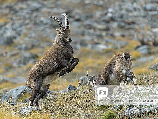 Alpensteinbock (Capra ibex) zwei jüngere Tiere beim spielerischen Kampf Nationalpark Gran Paradiso Aosta Italien Europa