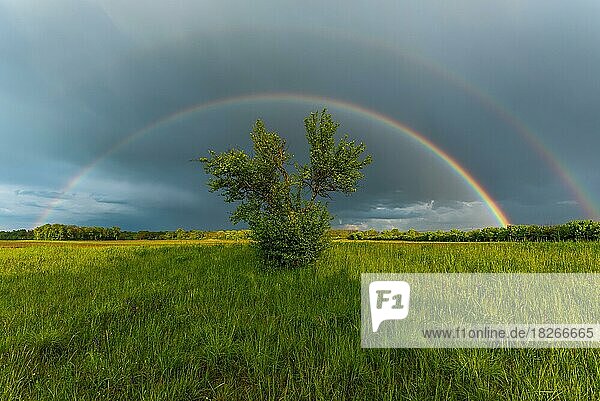 Erscheinen eines doppelten Regenbogens vor einem späten Nachmittagsturm. Elsass  Frankreich  Europa