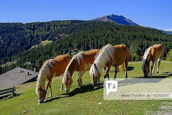 Haflinger  Pferde weiden am Vigiljoch  bei Lana  Burggrafenamt  Südtirol  Italien  Europa