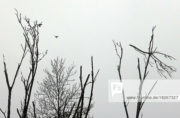 Vögel sitzen auf einem abgestorbenen Baum vor tristem  grauem Himmel  Silhouette  Oberbayern  Bayern  Deutschland  Europa