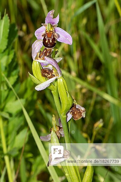 Bienenragwurz Blütenstand mit vier Blüten