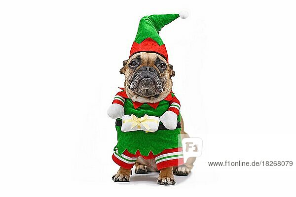 Französische Bulldogge Hund trägt lustige traditionelle niedliche Weihnachten Elf Kostüm mit Armen halten Geschenk vor weißem Hintergrund