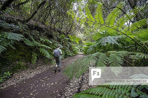 Hikers on a trail through the forest with ferns  Vereda do Larano hiking trail  Madeira  Portugal  Europe
