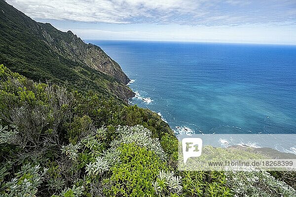 Ausblick auf steile mit Wald bewachsene Klippen  Küste und Meer  Küstenlandschaft  Wanderweg Vereda do Larano  Madeira  Portugal  Europa