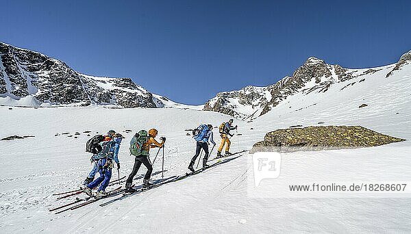 Gruppe Skitourengeher beim AUfstieg zum Lisenser Ferner  Berglastal  hinten Gipfel Vorderes Hinterbergl  Stubaier Alpen  Tirol  Österreich  Europa