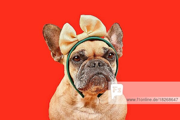 Französische Bulldogge mit eleganter goldener Schleife auf dem Kopf vor rotem Hintergrund