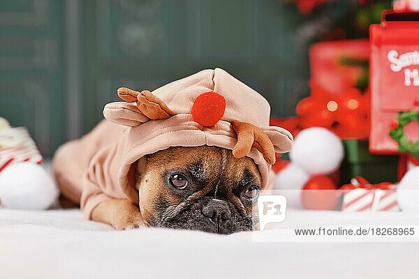 Französische Bulldogge mit Weihnachtskapuzenpulli und Rentiergeweih  liegend zwischen saisonaler Dekoration