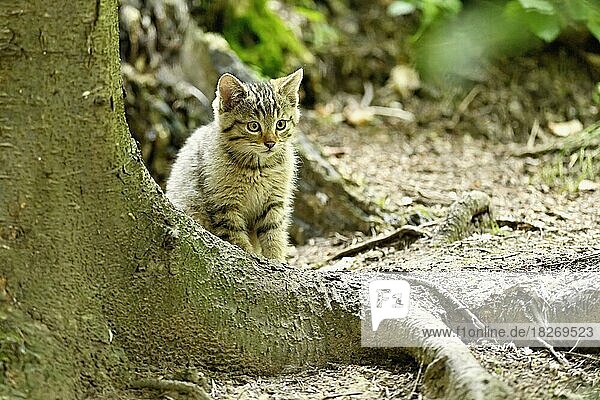 European wildcat (felis silvestris)  young animal sitting on the ground behind a root  captive  Switzerland  Europe