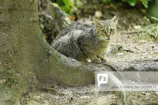European wildcat (felis silvestris)  adult  female sitting on root  captive  Switzerland  Europe