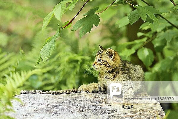Young European wildcat (Felis silvestris silvestris) or forest cat  sitting on tree trunk  captive  Switzerland  Europe