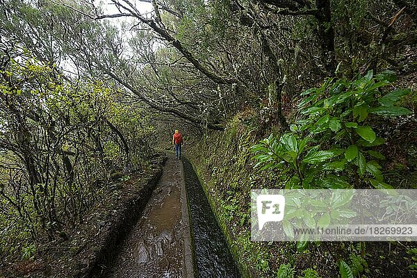 Hiker between densely growing forest at a water channel  at the hiking trail at Levada do Alecrim  Rabacal  Paul da Serra  Madeira  Portugal  Europe