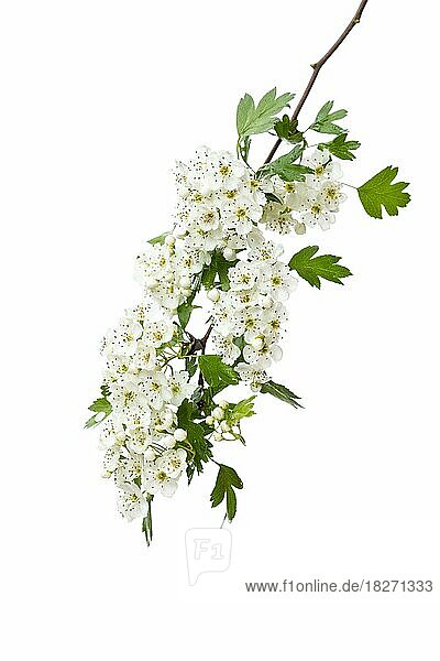 Weissdorn in Blüte (Crataegus)  Strauch  Pflanze  freigestellt  weißer Hintergrund