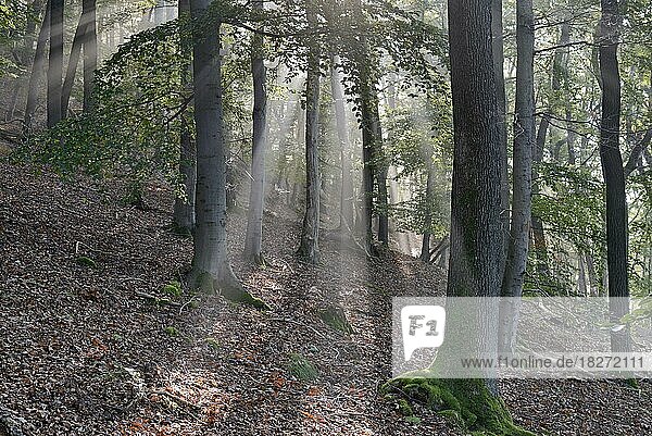 Laubwald im Nebel bei Sonnenschein  Sonnenstrahlen treffen auf den Waldboden  Naturpark Diemelsee  Hessen  Deutschland  Europa