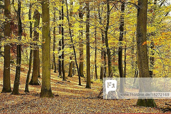 Bunte Herbstlandschaft  die Sonne scheint seitlich hinein  Weinheim  Rhein-Neckar-Kreis  Baden-Württemberg  Deutschland  Europa