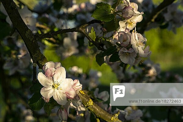 Ein Zweig eines Apfelbaums mit weißen und zartrosa Blüten im Frühling  andere Blüten im Hintergrund  Deutschland  Europa