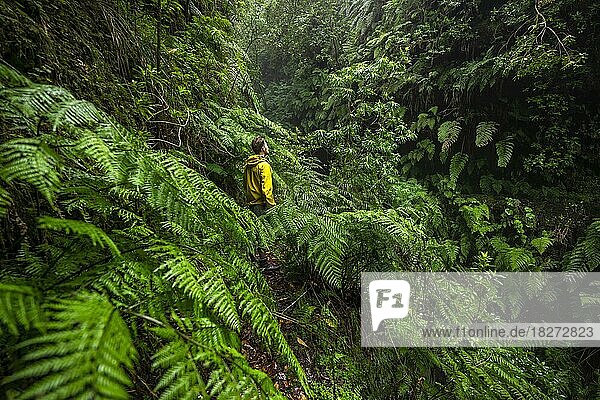 Wanderer an einem schmalen Wanderweg zwischen Farnen  in dicht bewachsenem Wald  Levada do Caldeirão Verde  Parque Florestal das Queimadas  Madeira  Portugal  Europa