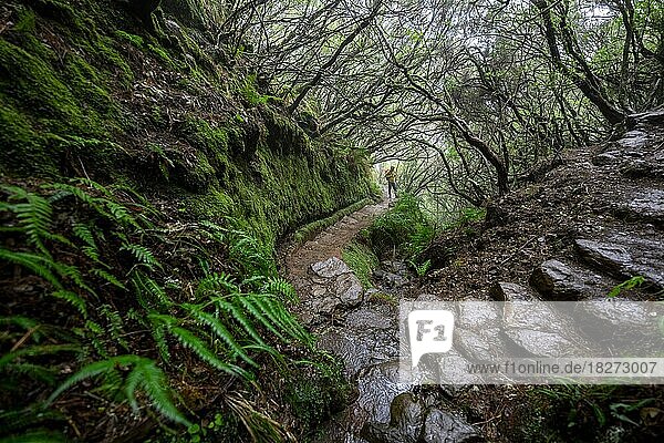 Hikers on a footpath with steps through dense forest  Vereda Francisco Achadinha footpath  Rabacal  Madeira  Portugal  Europe