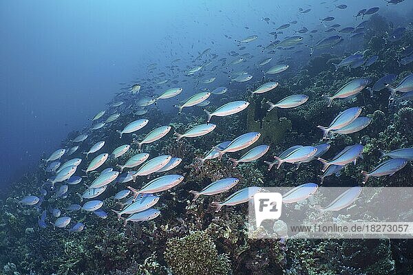Ein Großer Schwarm von Rotmeer-Füsilier Fisch Suez-Fusilier (Caesio suevica) schwimmt über Steinkorallen. Tauchplatz Hausriff Mangrove Bay  El Quesir  Ägypten  Rotes Meer  Afrika