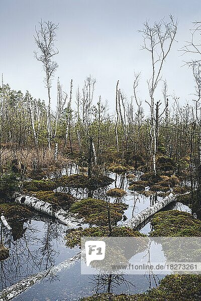 Nature reserve  rain moor  raised bog  Schwenninger moss  Black Forest-Baar County  Baden-Württemberg  Germany  Europe