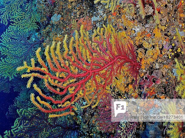Farbwechselnde Gorgonie (Paramuricea clavata) im Mittelmeer. Tauchplatz Iles Medes  LEstartit  Costa Brava  Spanien  Europa