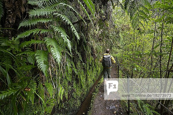 Wanderer an einem schmalen Wanderweg entlang einer Levada  in dichtem Wald mit Farn  Levada do Caldeirão Verde  Parque Florestal das Queimadas  Madeira  Portugal  Europa