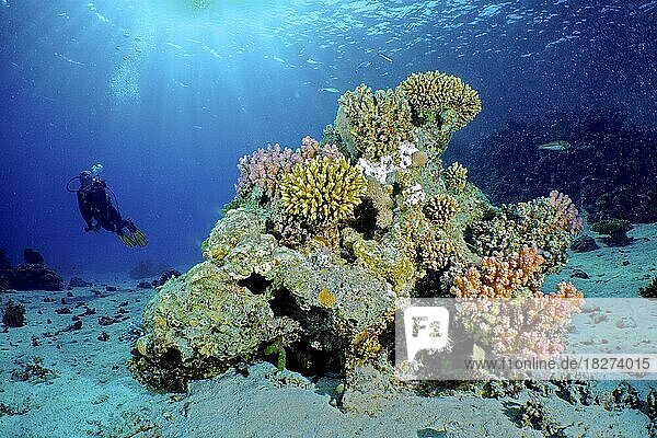 Large coral block with Low Staghorn Coral (Acropora humilis)  Raspberry Coral Raspberry Coral (Pocillopora damicornis) and other stony corals. Backlight with sun rays and diver in the background. Coral reef  House reef  Mangrove Bay Resort  El Quesir  Red Sea  Egypt  Africa