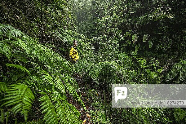 Hikers on a narrow footpath among ferns  in densely overgrown forest  Levada do Caldeirão Verde  Parque Florestal das Queimadas  Madeira  Portugal  Europe