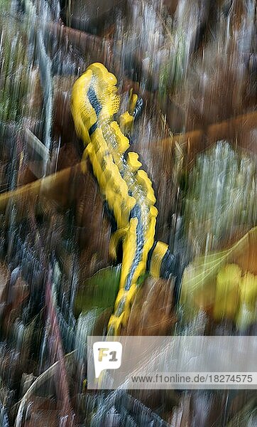 Feuersalamander (Salamandra salamandra) läuft über den Waldboden  Hessen  Deutschland  Europa