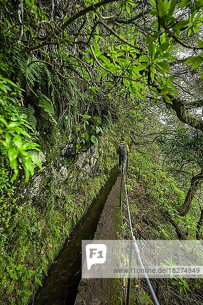 Wanderer an einem schmalen Wanderweg entlang einer Levada  in dichtem Wald  Levada do Caldeirão Verde  Parque Florestal das Queimadas  Madeira  Portugal  Europa