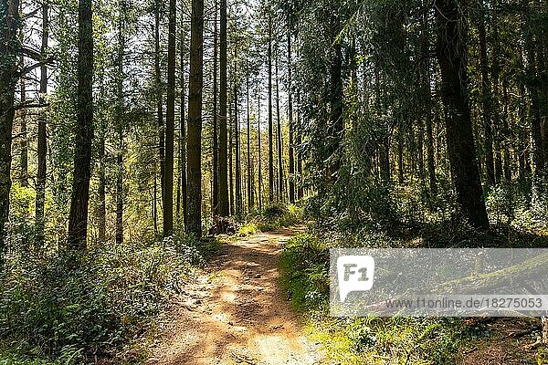 Path of the forest of ascent to Mount Andatza in the town of Usurbil  Gipuzkoa  Basque Country  Spain  Europe