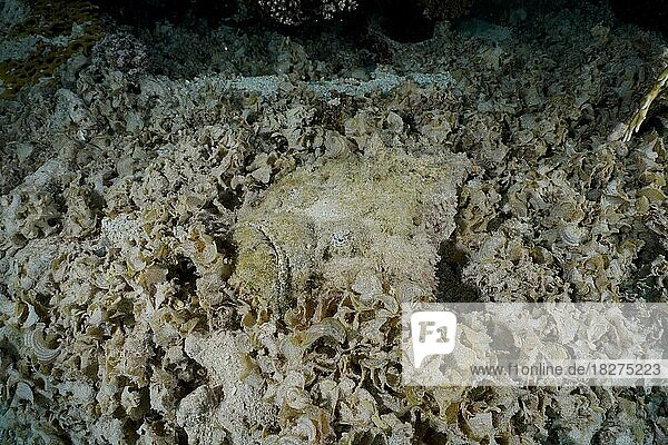 Ein gut getarnter Echter Steinfisch (Synanceia verrucosa) liegt zwischen abgestorbenen Wasserpflanzen auf der Lauer. Tauchplatz Hausriff Mangrove Bay  El Quesir  Ägypten  Rotes Meer  Afrika