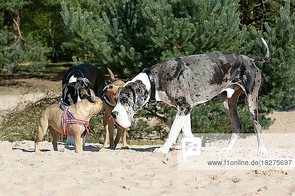Mehrere Hunde wie eine merlefarbene Deutsche Dogge und eine kleine beigefarbene Französische Bulldogge treffen sich in einem Hundepark