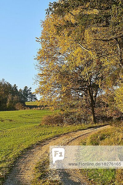 Waldweg am Waldrand im Herbst  Oberpfalz  Bayern  Deutschland  Europa