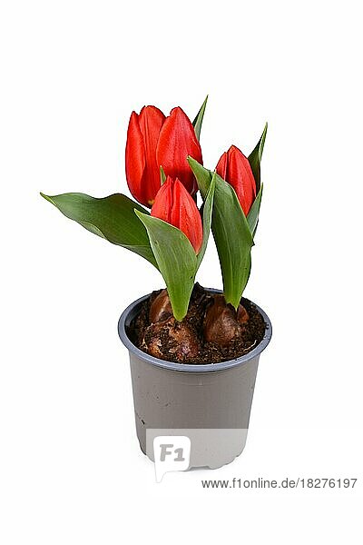 Rote Tulpe 'Tulipa Red Paradise' im Blumentopf auf weißem Hintergrund