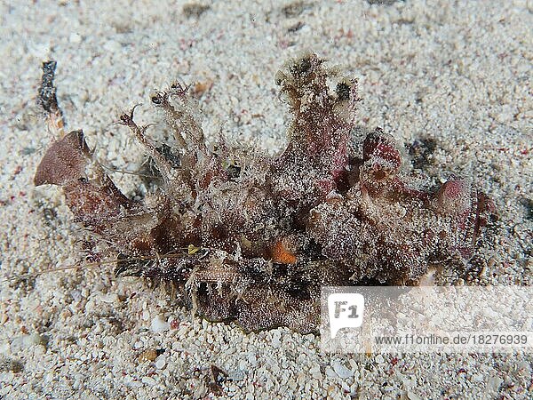 Rotmeer-Walkman Filament-Teufelsfisch (Inimicus filamentosus) . Tauchplatz Hausriff Mangrove Bay  El Quesir  Ägypten  Rotes Meer  Afrika