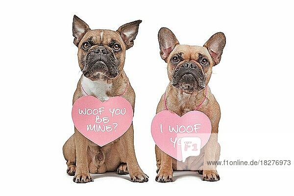 Französische Bulldoggen mit Herzen zum Valentinstag mit dem Text I woof you und Will you be mine um den Hals auf weißem Hintergrund